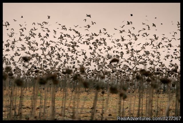 El Prado Lodge, Cordoba, Argentina | Dove Hunt in Cordoba, Argentina | Image #12/23 | 