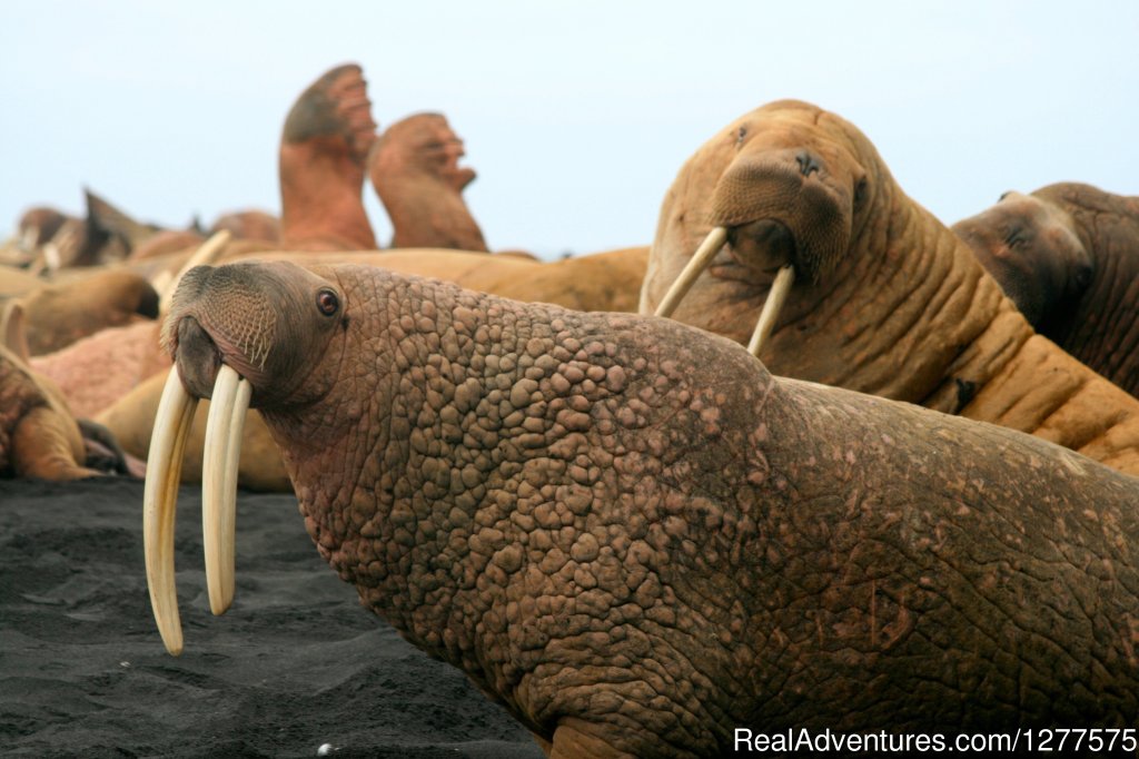 Summer Wildlife Tours | Enjoy True Wilderness at Wildman Lake Lodge | Image #11/13 | 