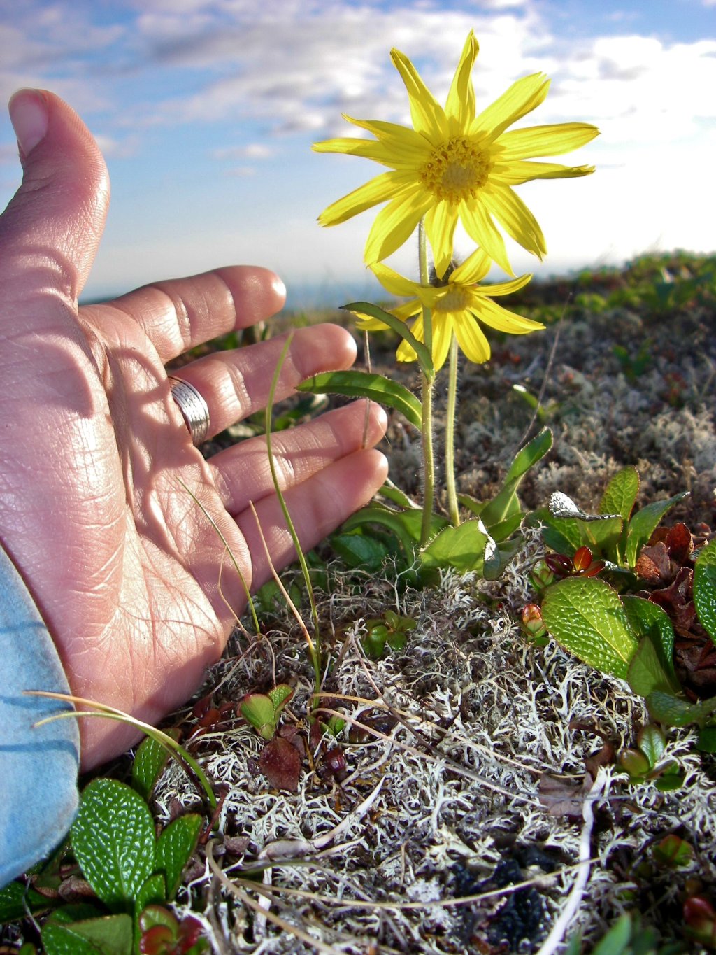 Alaska Pure Wilderness Hiking Adventures | Image #2/19 | 