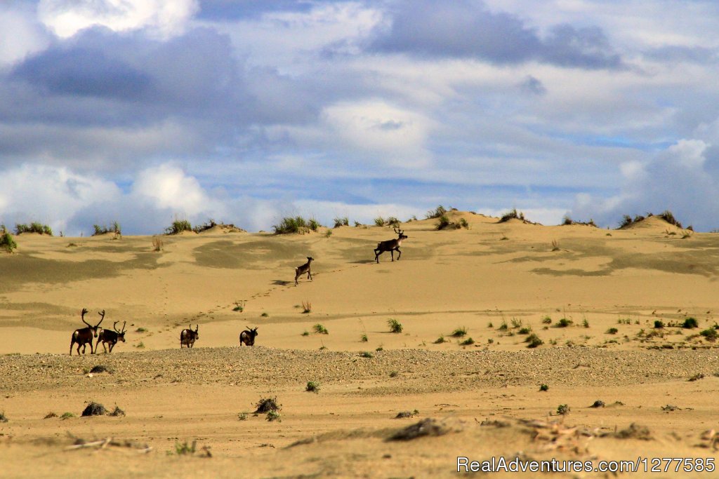 Great Kobuk Sand Dune - Kobuk Valley National Park | Alaska Alpine Adventures | Image #3/5 | 