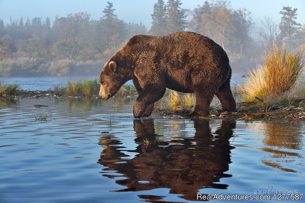 Alaska Brown Bear Phto Tour | Expeditions Alaska - Sea Kayaking & Backpacking | Anchorage, Alaska  | Hiking & Trekking | Image #1/9 | 