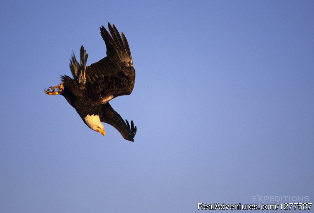 Bald Eagles Photo Tour | Expeditions Alaska - Sea Kayaking & Backpacking | Image #9/9 | 