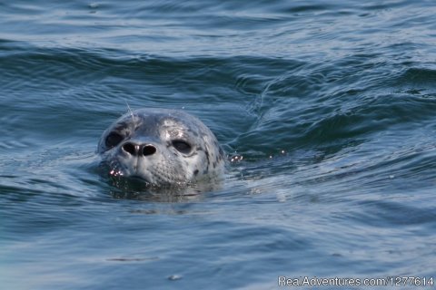 Harbour Seal