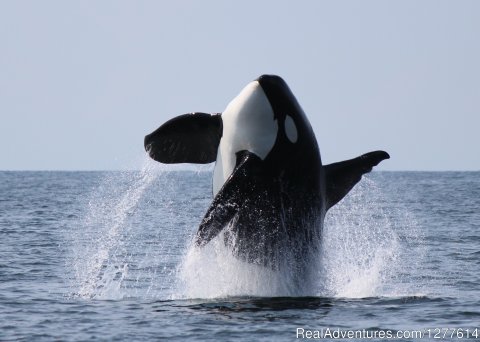 Breaching Orca