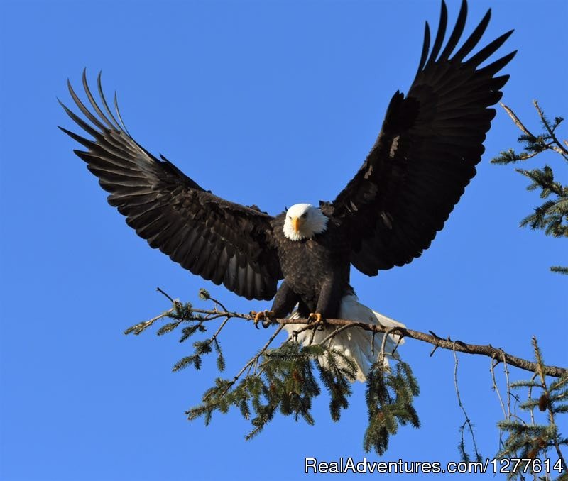 Bald Eagle | Wild Whales Vancouver | Vancouver, British Columbia  | Whale Watching | Image #1/9 | 