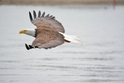 Bald Eagle Flying