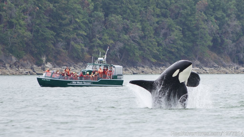 Pod Pilot with a Breaching Orca | Wild Whales Vancouver | Image #4/9 | 