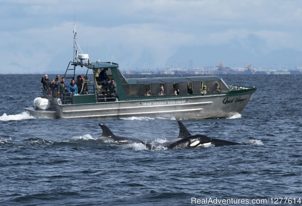 Quick Change II with Orca | Wild Whales Vancouver | Image #7/9 | 