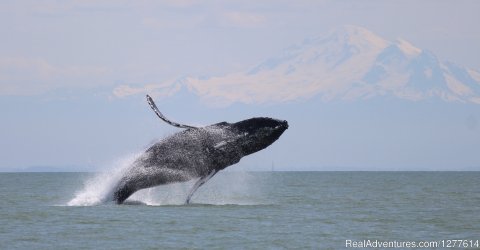 Breaching Humpback