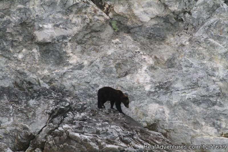 Bear in Glacier Bay | Sound Sailing- Crewed Sailboat Charters in Alaska | Image #5/21 | 