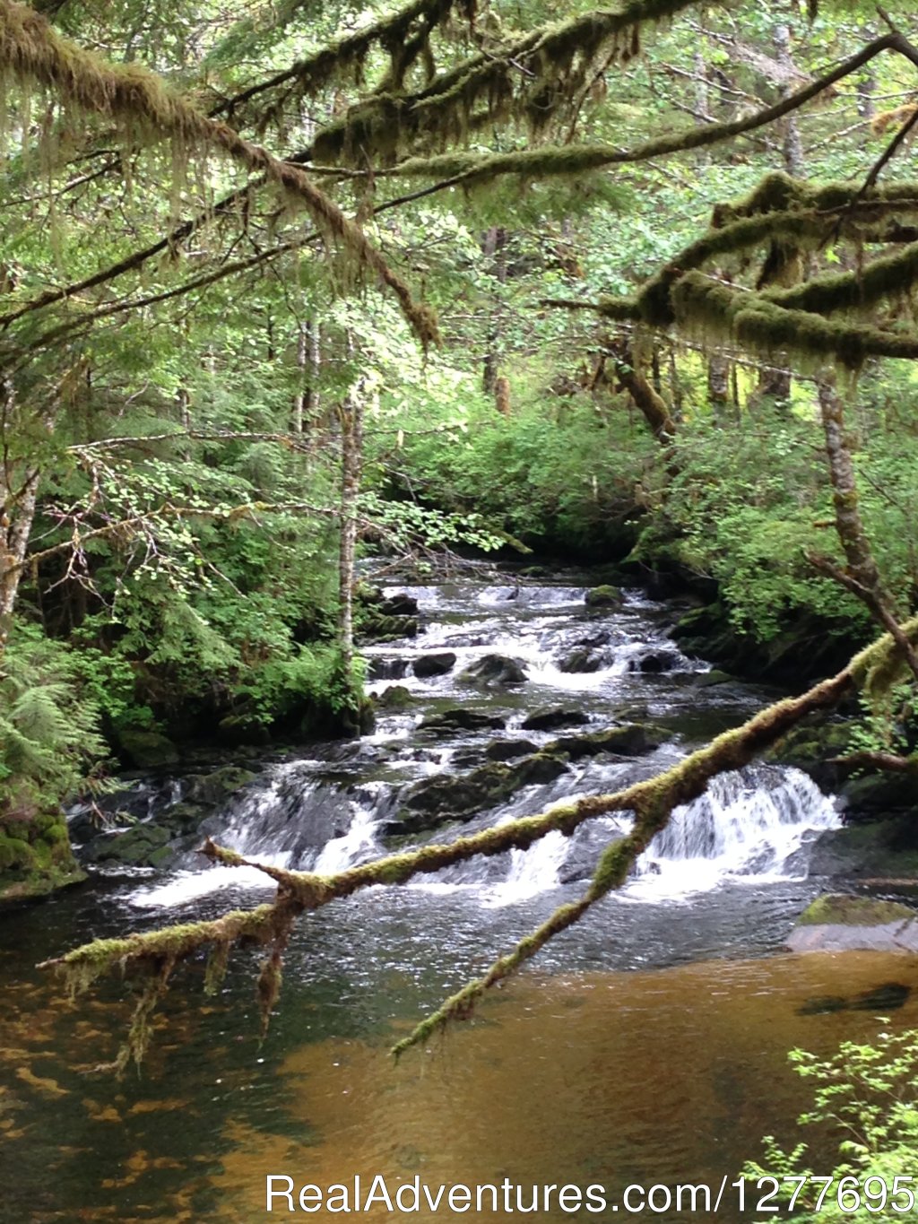 Waterfall | Wild Wolf Tours | Ketchikan, Alaska  | Eco Tours | Image #1/1 | 