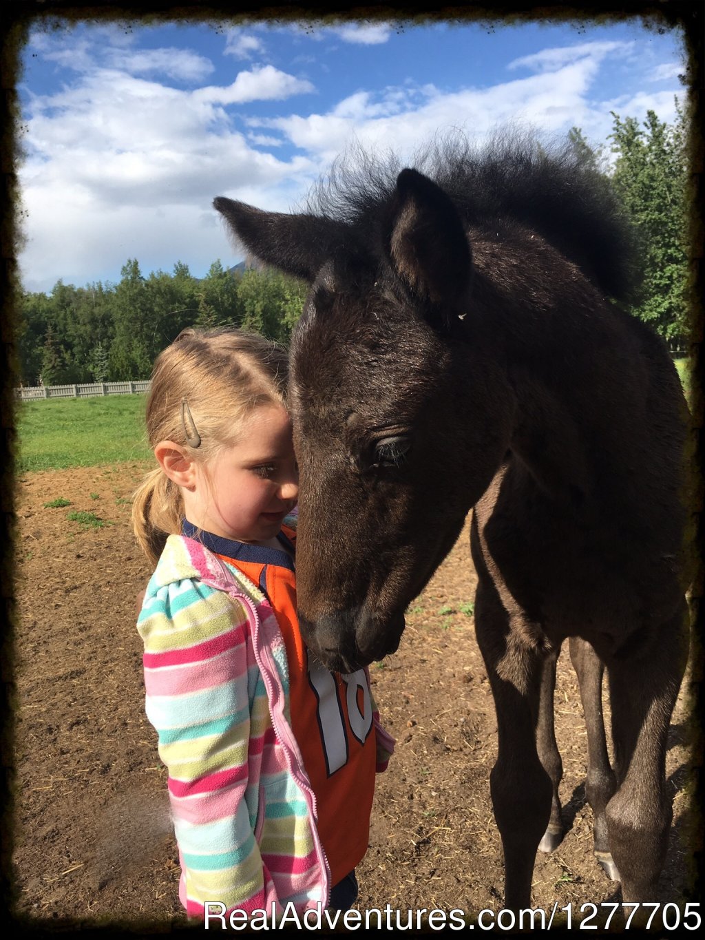 Alaska Horse Adventures | Image #6/9 | 