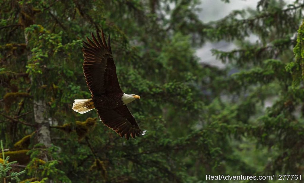 Many various wild birds | S.E. Alaska up and close on the 'Northern Dream' | Image #2/12 | 