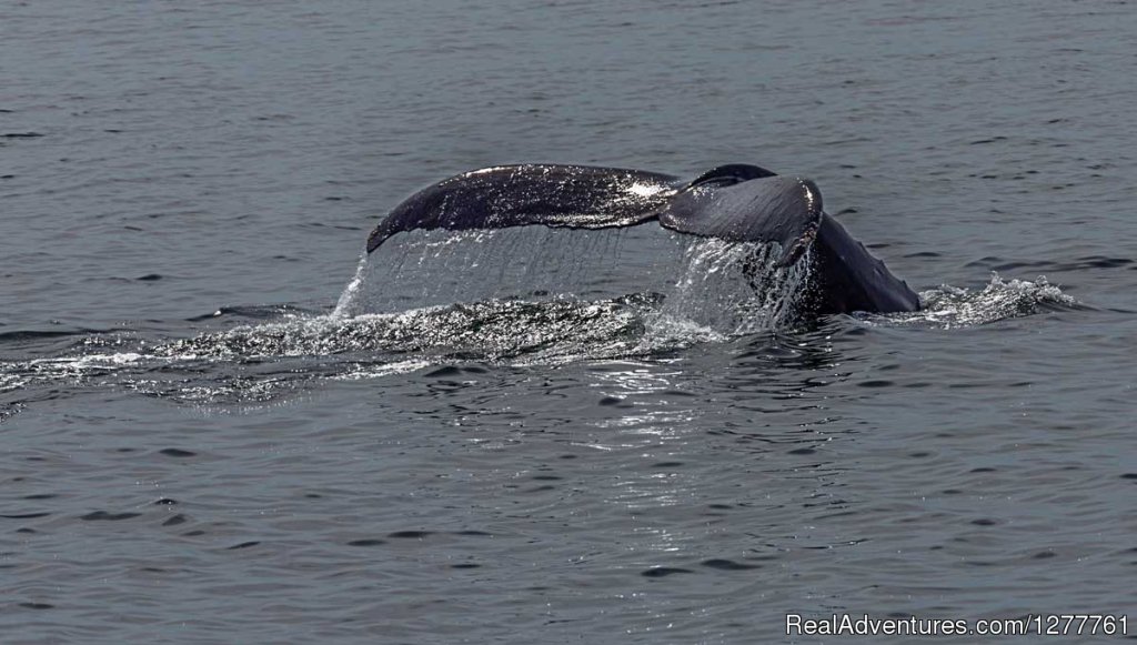 S.E. Alaska up and close on the 'Northern Dream' | Image #7/12 | 