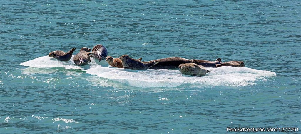 Seals | S.E. Alaska up and close on the 'Northern Dream' | Image #9/12 | 