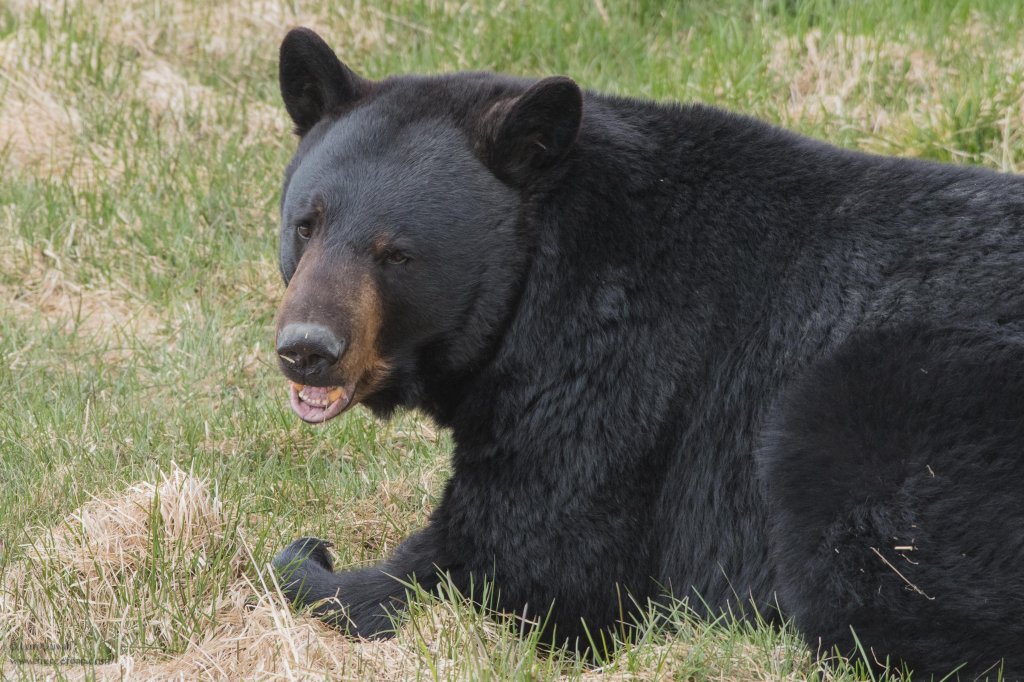 Bear Smile | Glaciers & Wildlife: Super-Scenic Day Tour | Image #9/11 | 