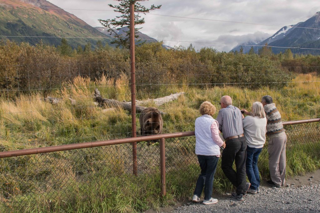 Wildlife Up Close | Glaciers & Wildlife: Super-Scenic Day Tour | Image #7/11 | 