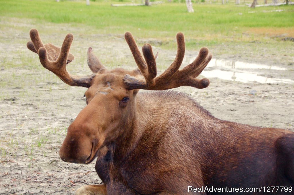 Alaska Wildlife Conservation Center | Glaciers & Wildlife: Super-Scenic Day Tour | Image #3/11 | 