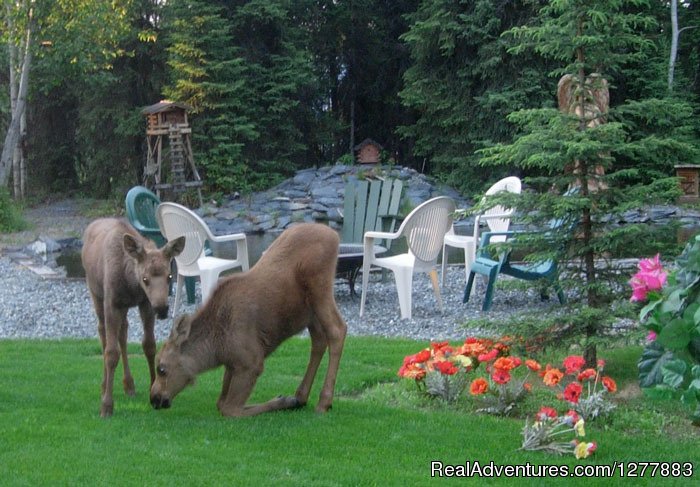 Melba's twins | A Cabin by the Pond | Image #4/9 | 