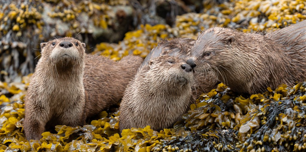 Wildlife | Orca Island Cabins | Image #3/5 | 