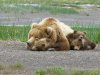 Alaska's Ridgewood Wilderness Lodge | Halibut Cove, Alaska