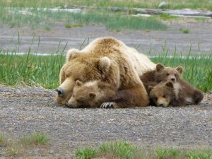 Alaska's Ridgewood Wilderness Lodge