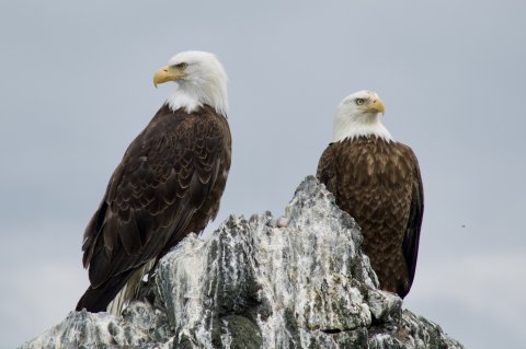 Bald Eagles