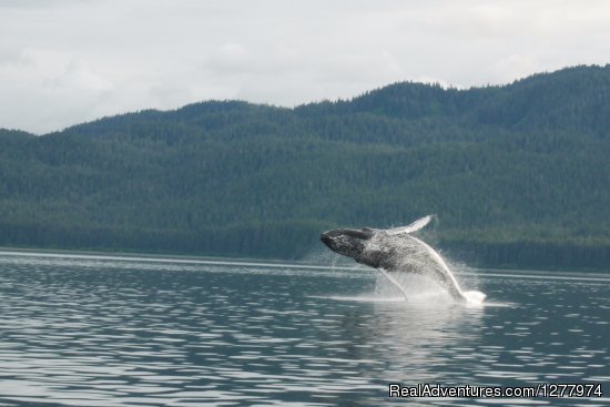 Guaranteed Whale Watching Adventure | Image #5/8 | 