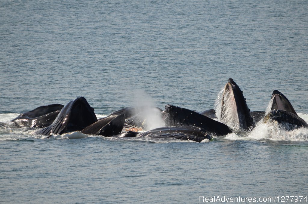 Guaranteed Whale Watching Adventure | Image #4/8 | 