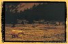 Boundary Ranch Home of the 'Guy on a Buffalo' | Kanaskis Village, Alberta