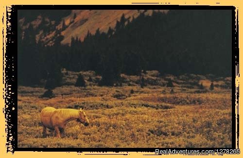 Major in the meadow at our Evans Thomas Camp | Boundary Ranch Home of the 'Guy on a Buffalo' | Kanaskis Village, Alberta  | Horseback Riding & Dude Ranches | Image #1/10 | 