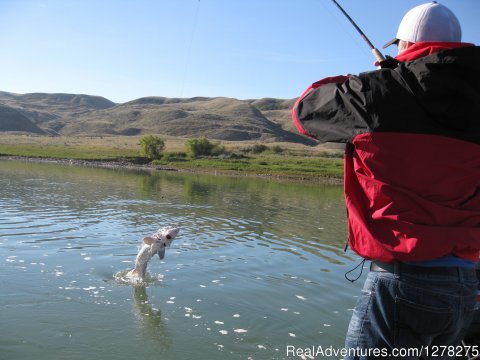 Sturgeon Come Clear Out Of The Water