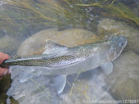 Rainbow Trout