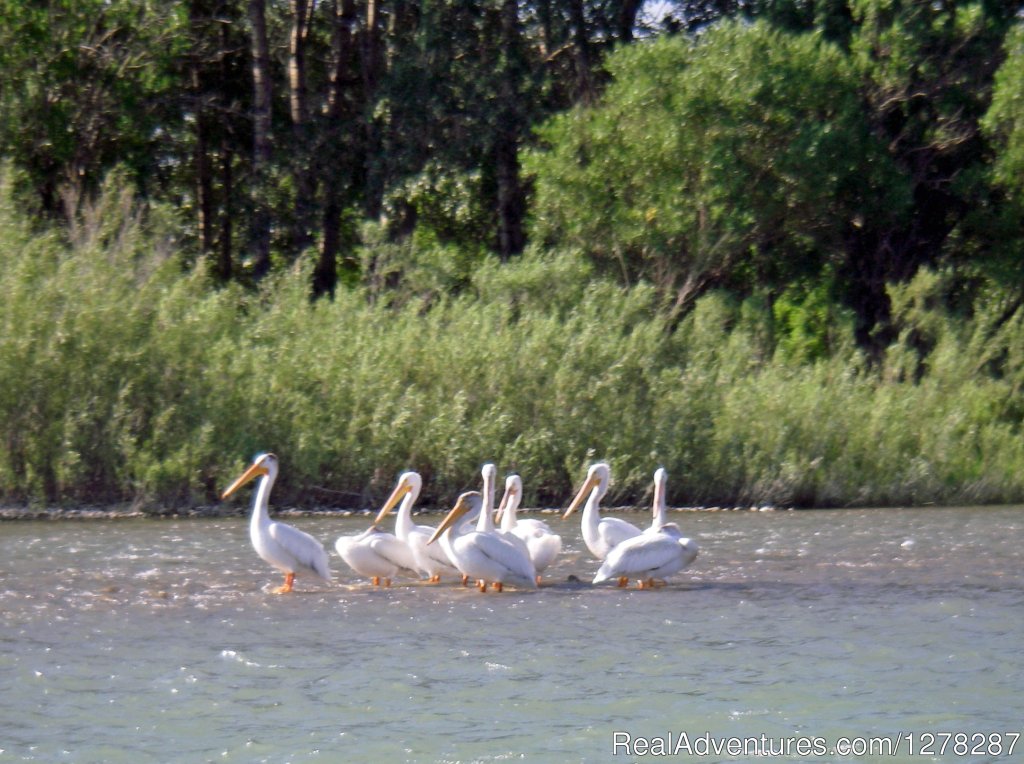 Pelicans | Foot & Chain | Image #8/10 | 