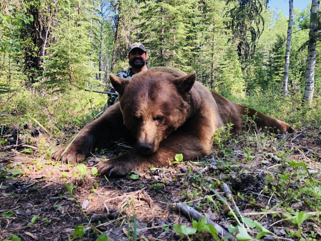 Spring Bear | Northern Edge Outfitting Ltd. | Thorhild, Alberta  | Hunting Trips | Image #1/6 | 