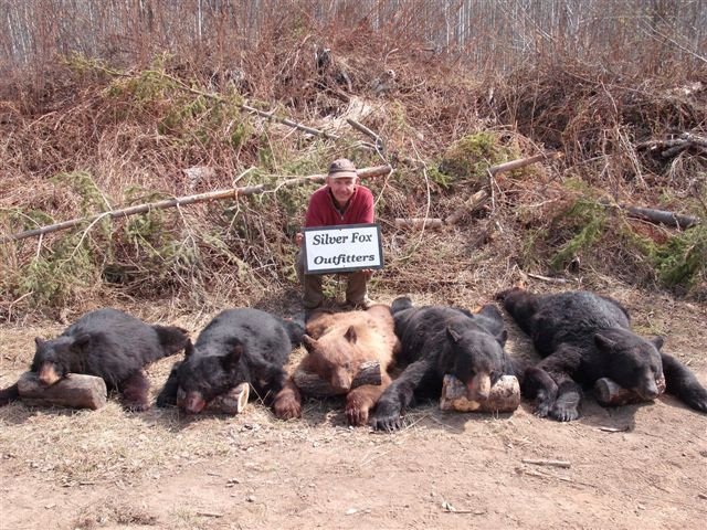 Excellent Alberta Black Bear Hunting | Image #4/8 | 