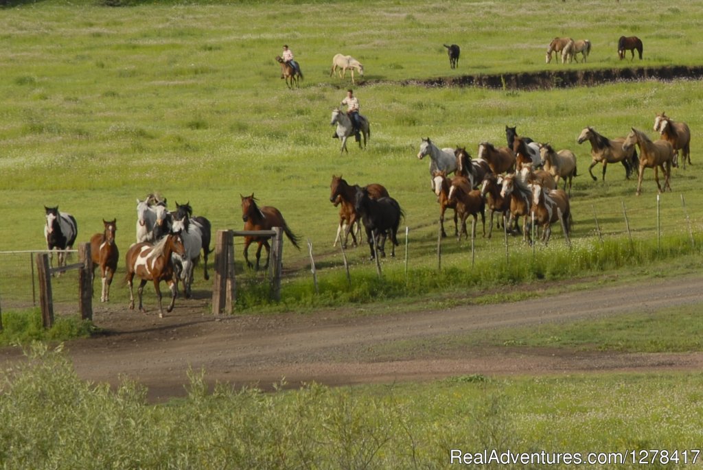 Sprucedale Guest Ranch | Image #5/6 | 