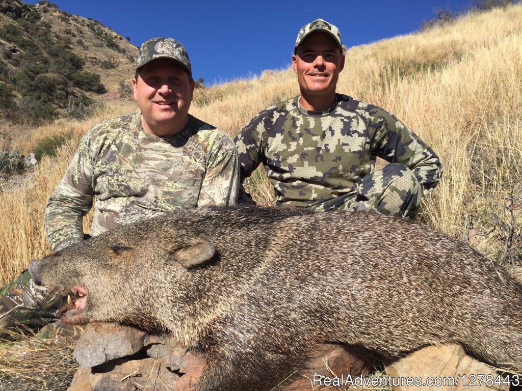 Arizona Javelina Hunting | Arizona Guided Hunts | Image #9/11 | 