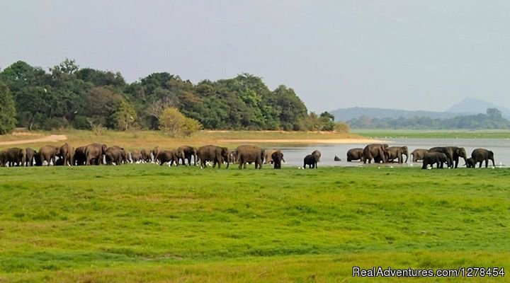 Minneriya Safri | Srilanka Budget tours & travels | Image #3/3 | 