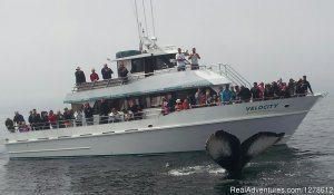 Stagnaro Charter Boats | Santa Cruz, California | Cruises