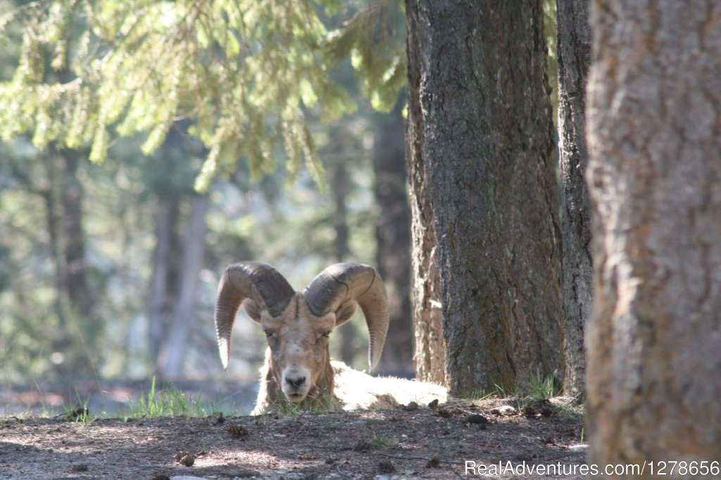 Our Friends | Whispering Spruce Campground & RV Park | Image #2/2 | 