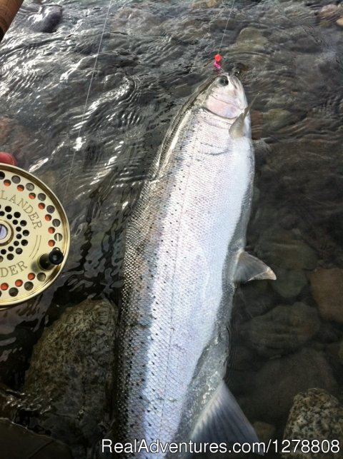 Steelhead in BC