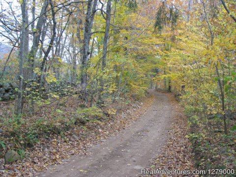 The Lane To Creek's End