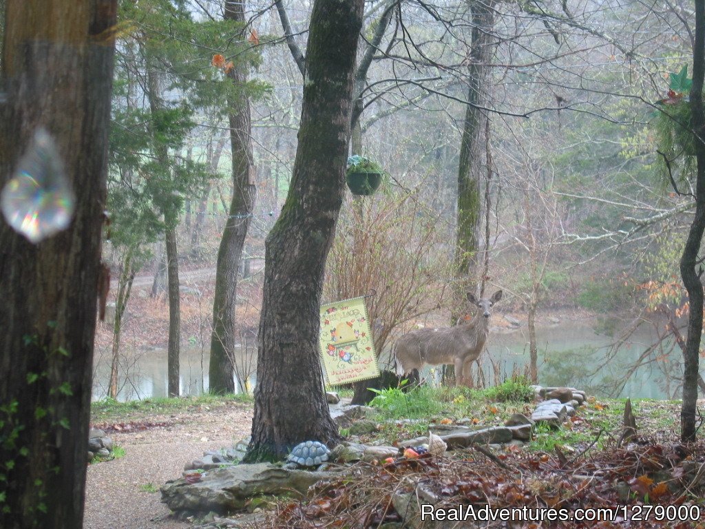 View From Kitchen Window | Creek's End Riverside Retreat | Image #19/19 | 