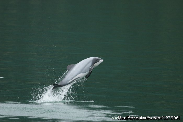 Sidney Whale Watching Ltd. | Image #3/3 | 