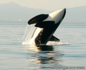 Sidney Whale Watching Ltd. | Sidney, British Columbia Kayaking & Canoeing | Great Vacations & Exciting Destinations