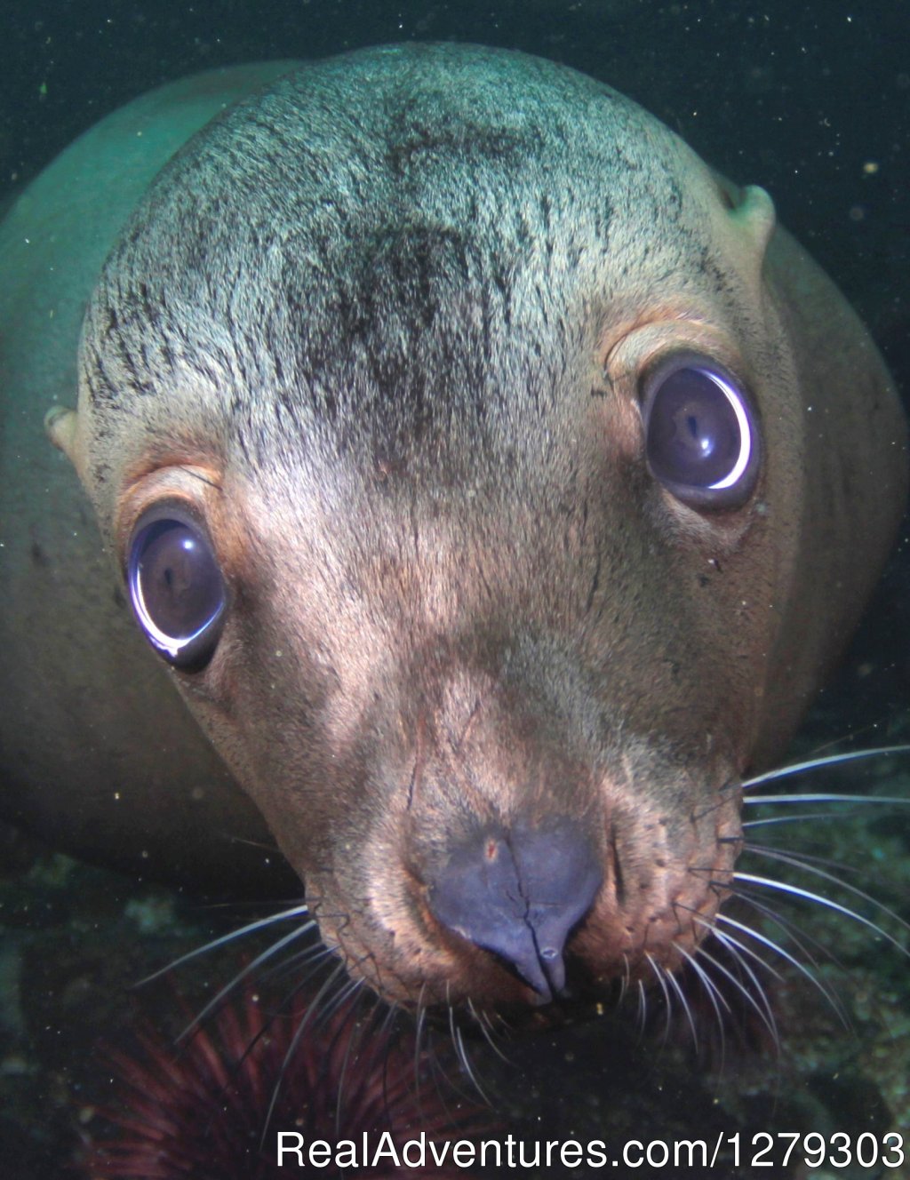 Sea lion | Sink or Swim Scuba and Water Sports | Nanaimo, British Columbia  | Scuba Diving & Snorkeling | Image #1/6 | 