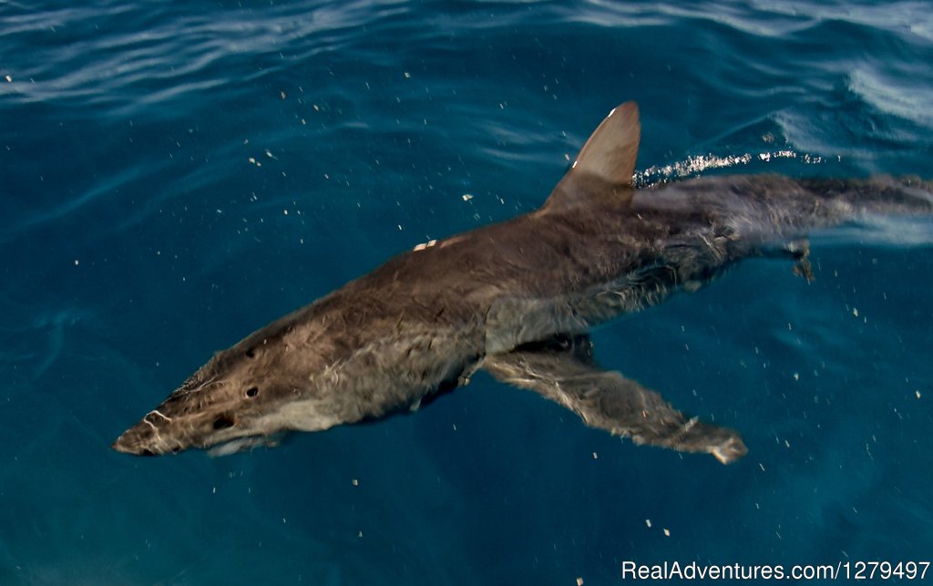 Cruising mako | Shark fishing adventures | Image #2/10 | 