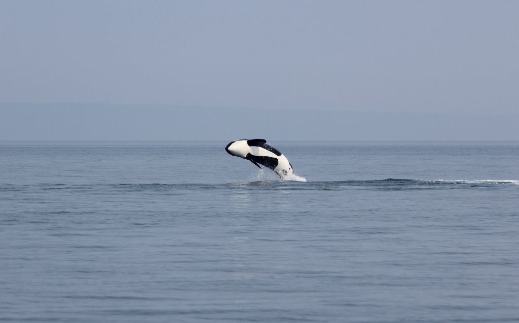 Killer Whale | Campbell River Whale Watching & Adventure Tours | Image #2/9 | 