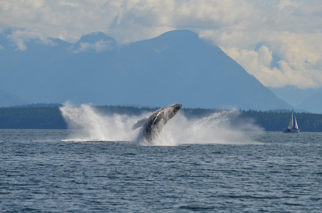 Killer Whale | Campbell River Whale Watching & Adventure Tours | Campbell River, British Columbia  | Whale Watching | Image #1/9 | 